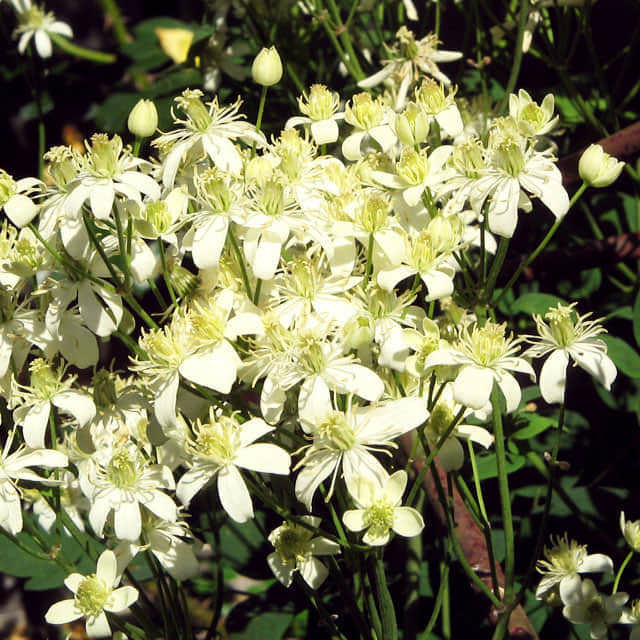 Clematis recta