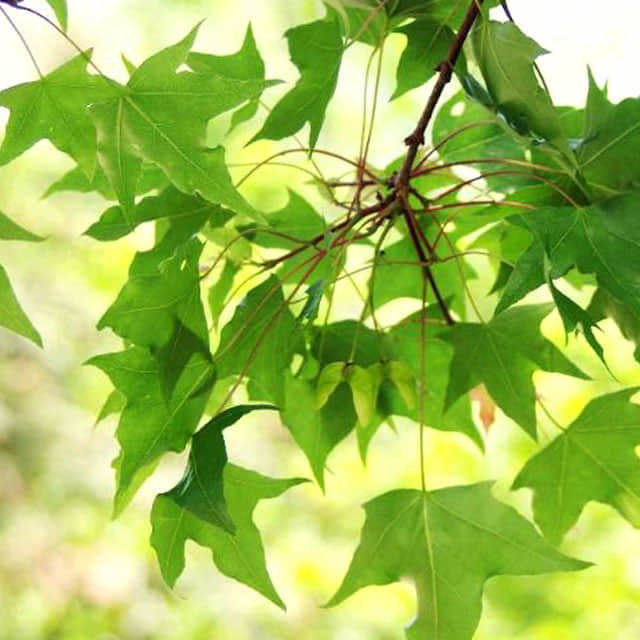 Acer truncatum Sticky Leaves