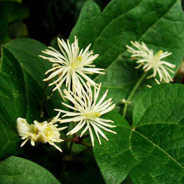 Clematis vitalba Drooping Leaves