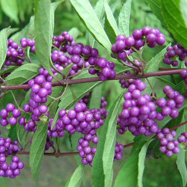 Callicarpa bodinieri