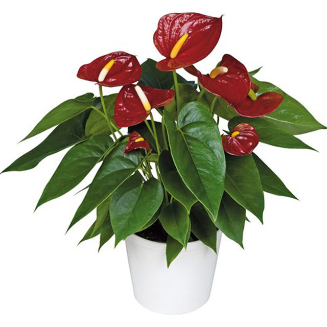 Anthurium andraeanum Arion