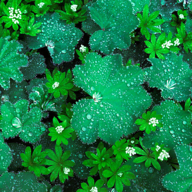 Alchemilla mollis