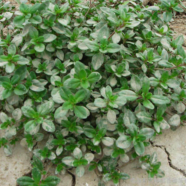 Thymus pulegioides White Powder