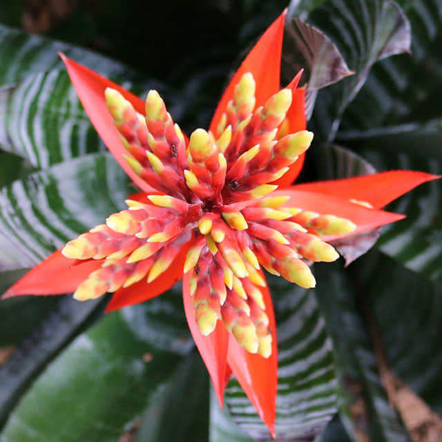 Aechmea chantinii Samurai