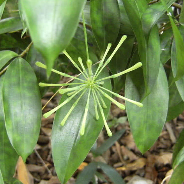 Dracaena surculosa