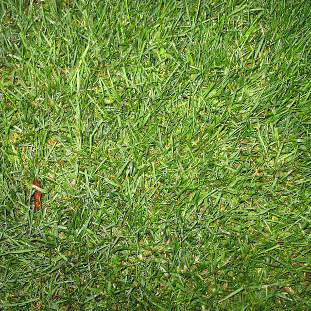 Poa pratensis