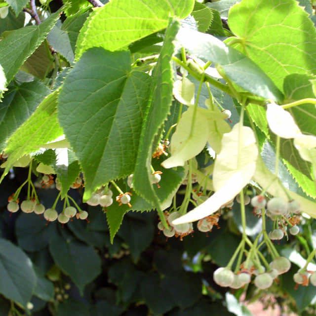 Tilia cordata