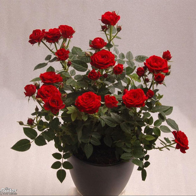 Mini Rose Cherry Cupido Sticky Leaves