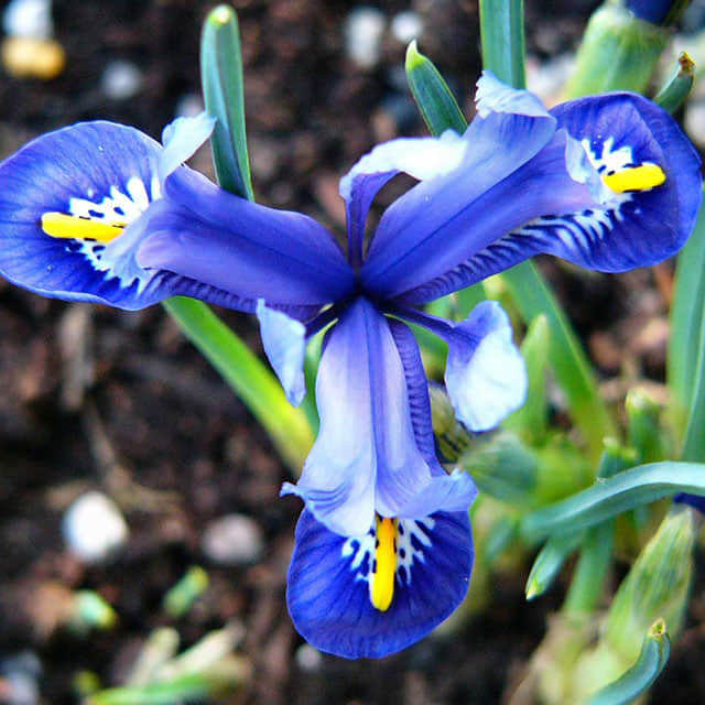 Iris reticulata Harmony