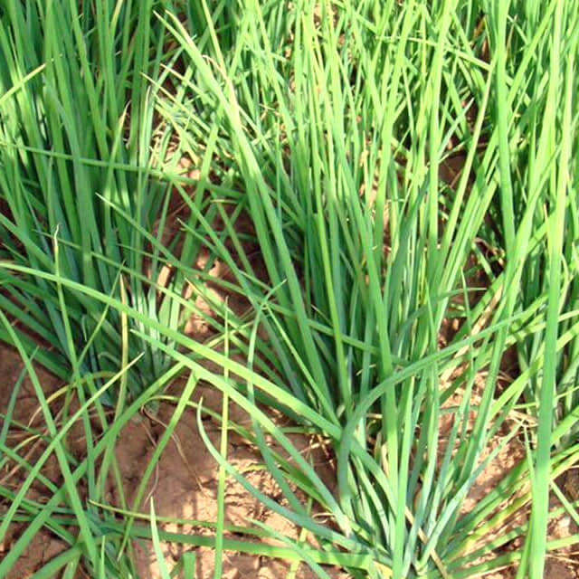 Allium ascalonicum