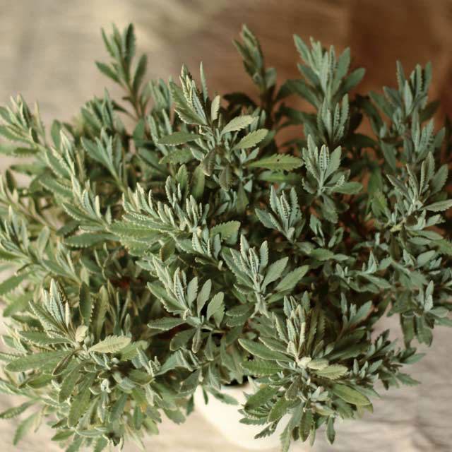 Lavandula spica Leggy Stems