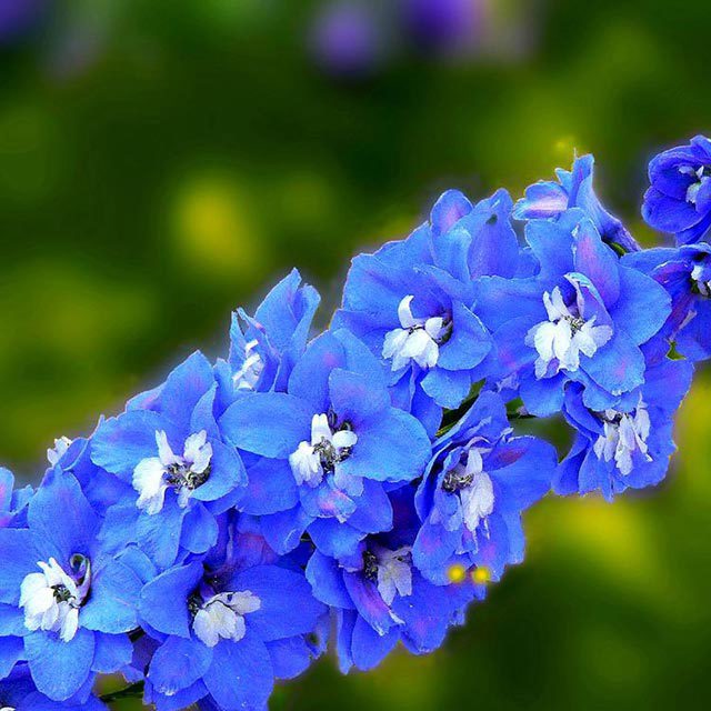 Delphinium grandiflorum