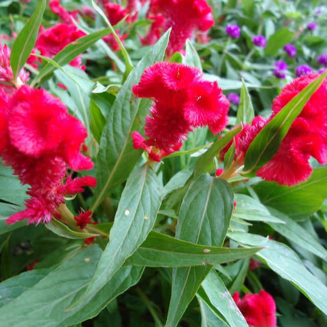 Celosia cristata