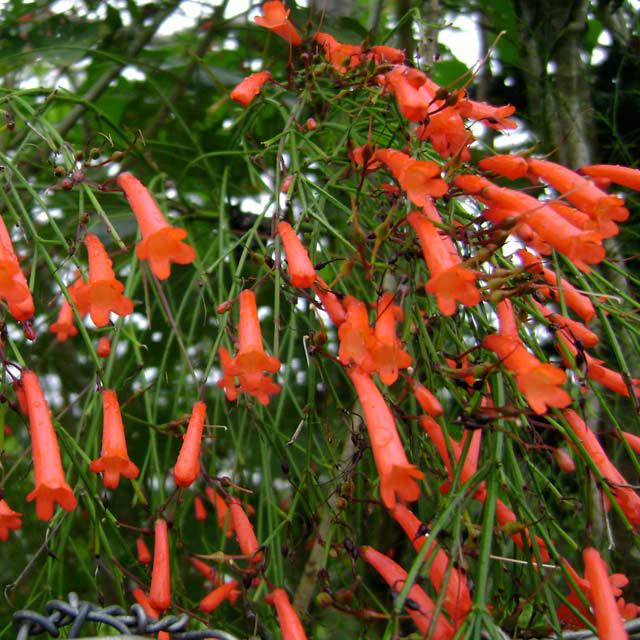 Russelia equisetiformis
