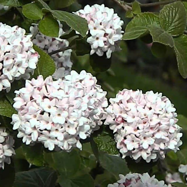 Viburnum carlcephalum
