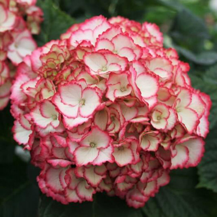 Hydrangea macrophylla Magical Flamenco Drooping Leaves