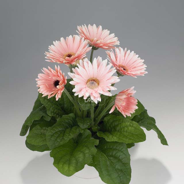 Gerbera Jamesonii Soft Pink Fine Webbing