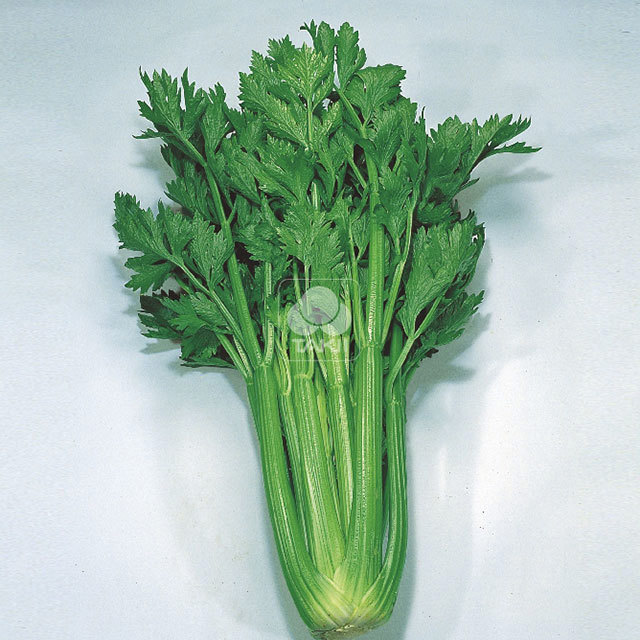 Celery Darklet F1