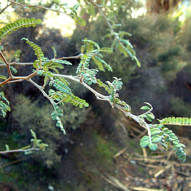 Sophora microphylla