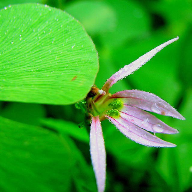 Lobelia chinensis
