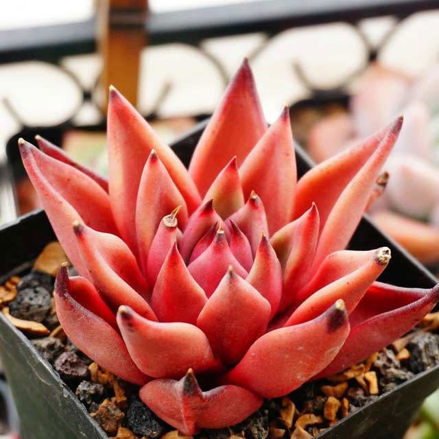 Echeveria agavoides Romeo Brown Leaf Tips