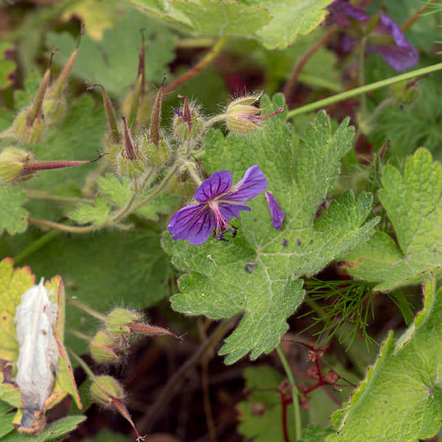 Geranium ibericum