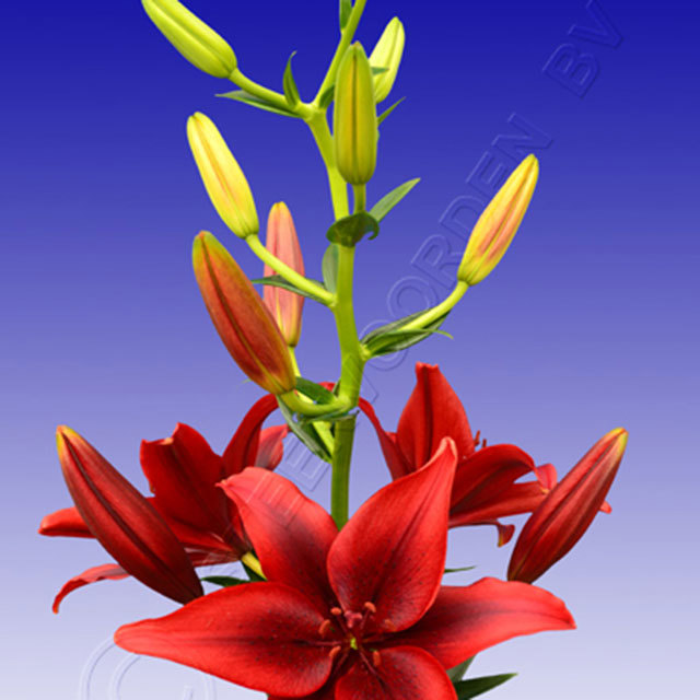 Lilium Black Out Ragnatele sottili