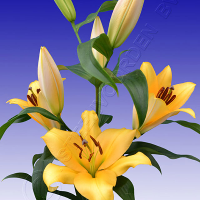 Lilium Terrasol Drooping Leaves