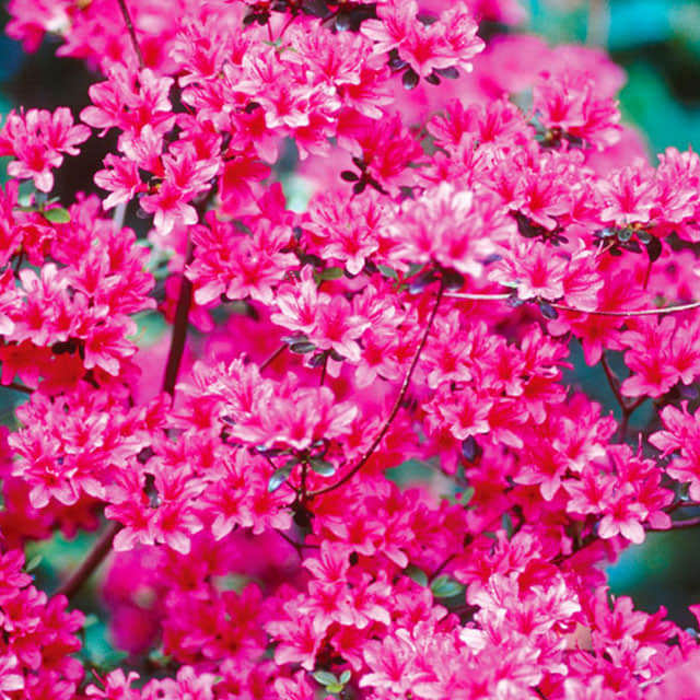 Rhododendron japonicum Drooping Leaves