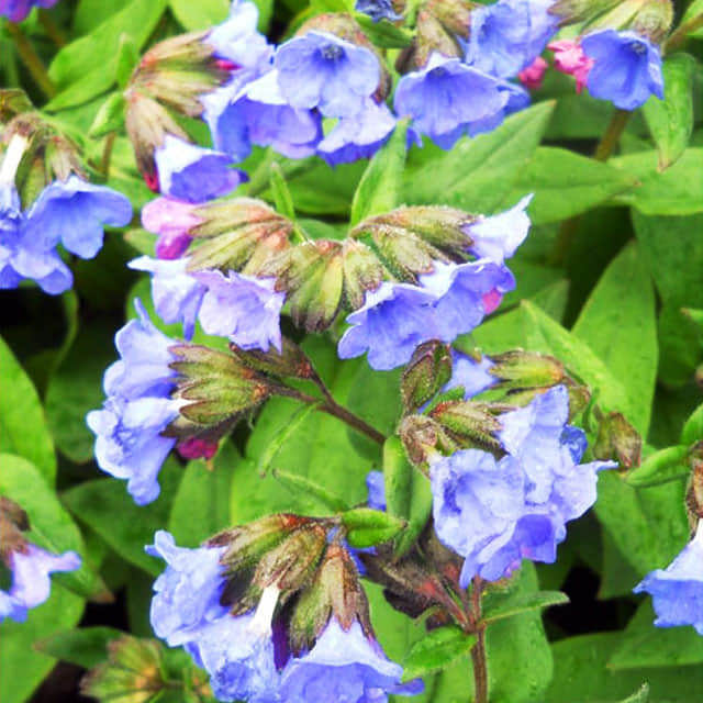 Pulmonaria angustifolia