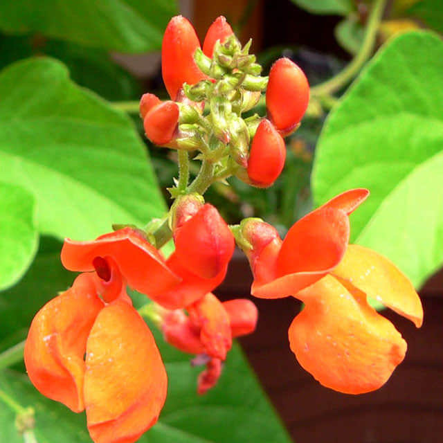 Phaseolus coccineus
