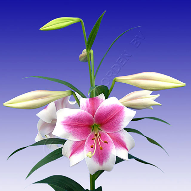 Lilium Hybrid Triumphator Fine Webbing