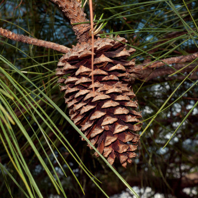 Pinus taeda