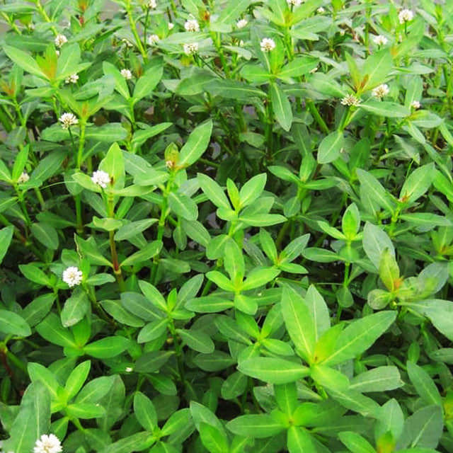 Alternanthera philoxeroides
