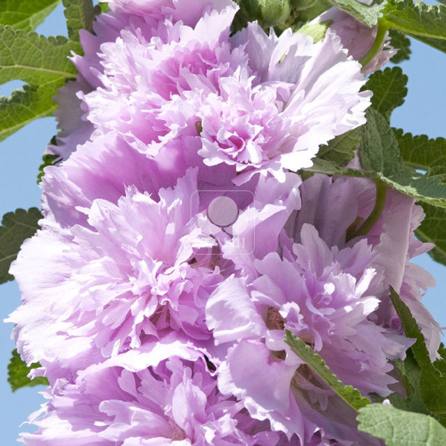 Alcea Lilac