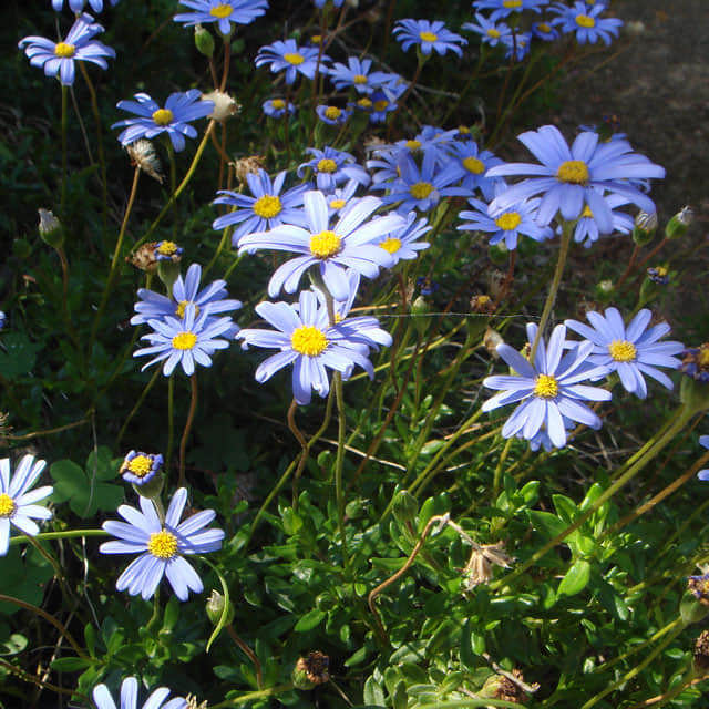 Felicia amelloides
