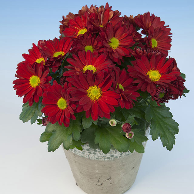Chrysanthemum Jefferson Fine Webbing