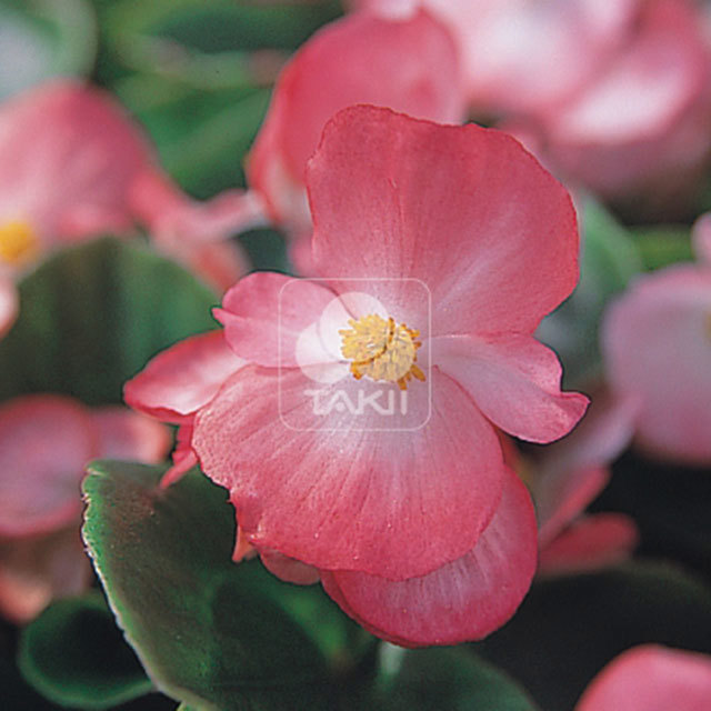 Begonia Monza Blush White Powder