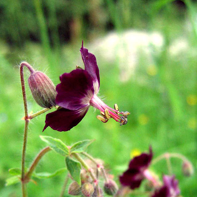 Geranium phaeum