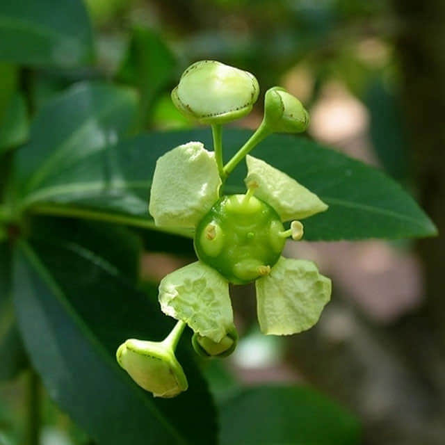 Euonymus grandiflorus