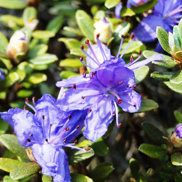 Rhododendron impeditum Drooping Leaves