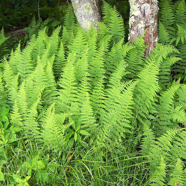 Dennstaedtia punctilobula