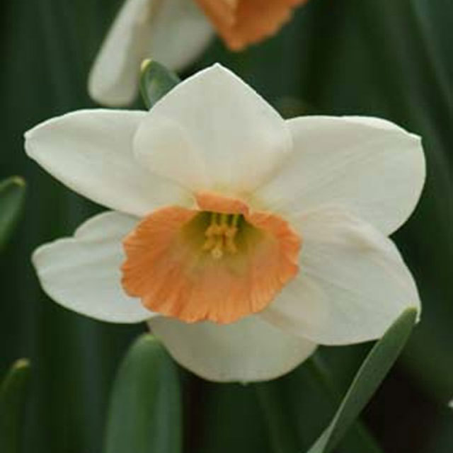 Narcissus Fragrant Rose