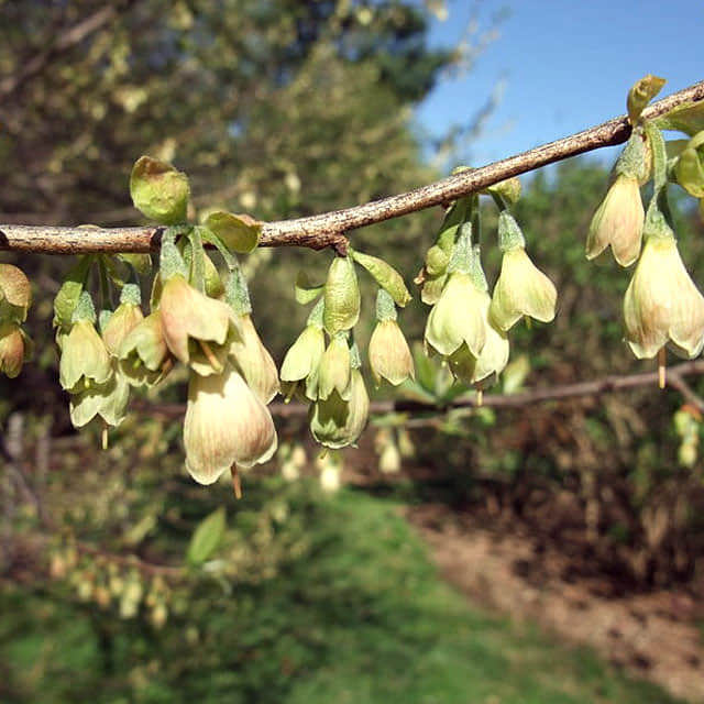 Halesia tetraptera