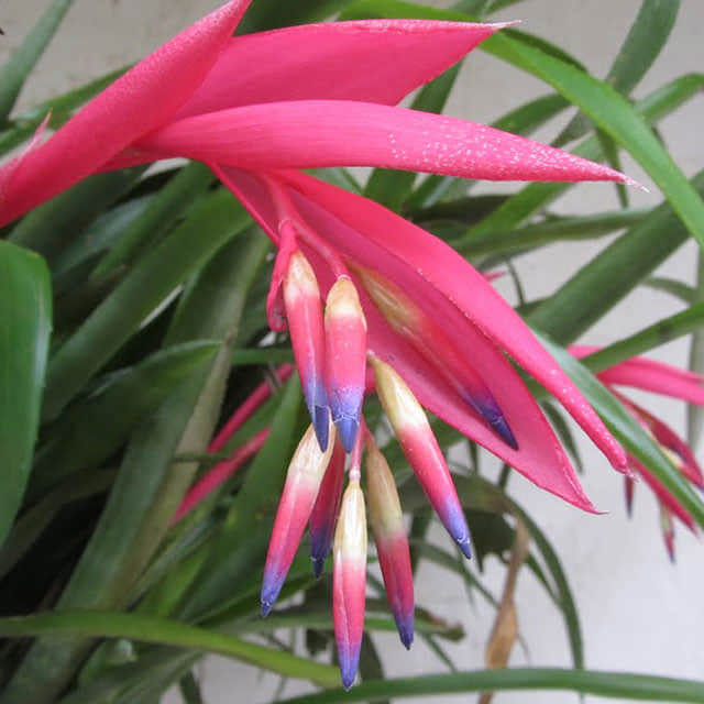 Billbergia nutans