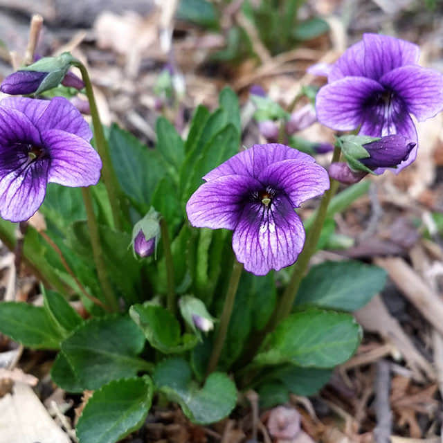 Viola verecunda Fine Webbing