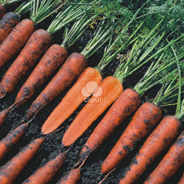 Carrot Terracotta F1