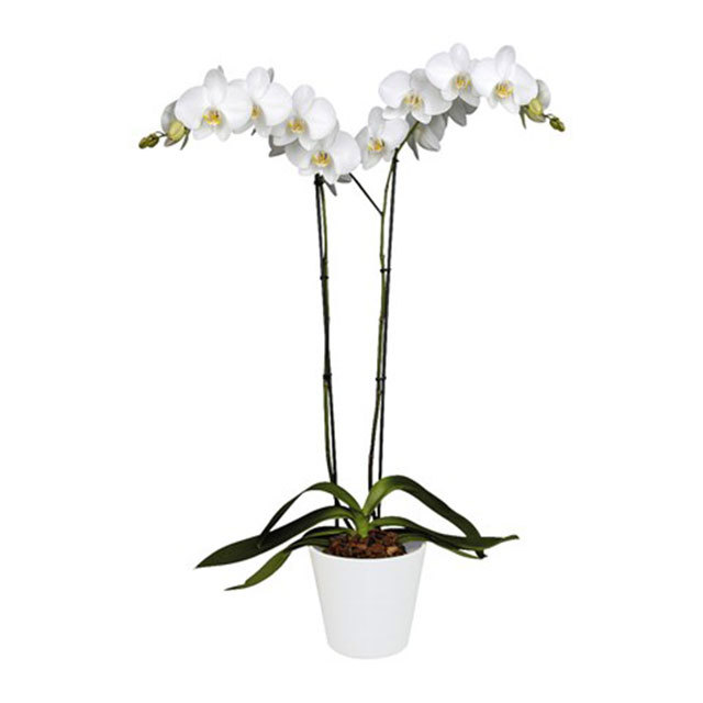 Phalaenopsis Nagasaki