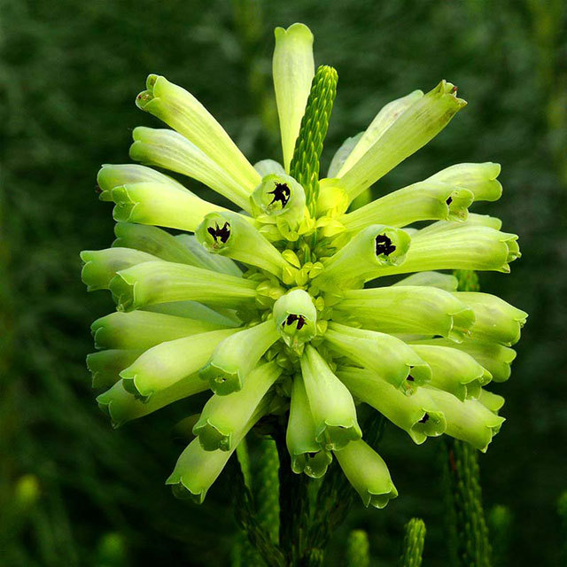 Erica sessiliflora