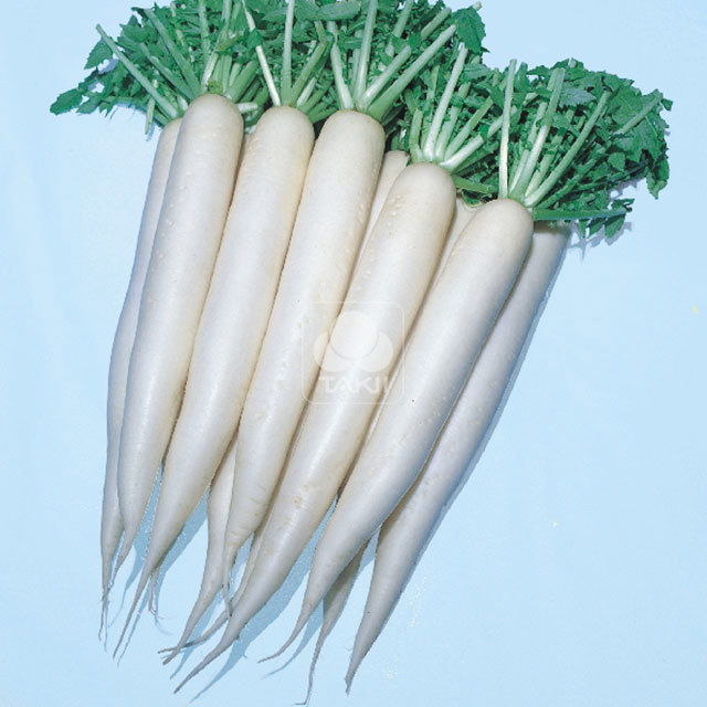 Radish April Cross F1 Tiny Black Flies